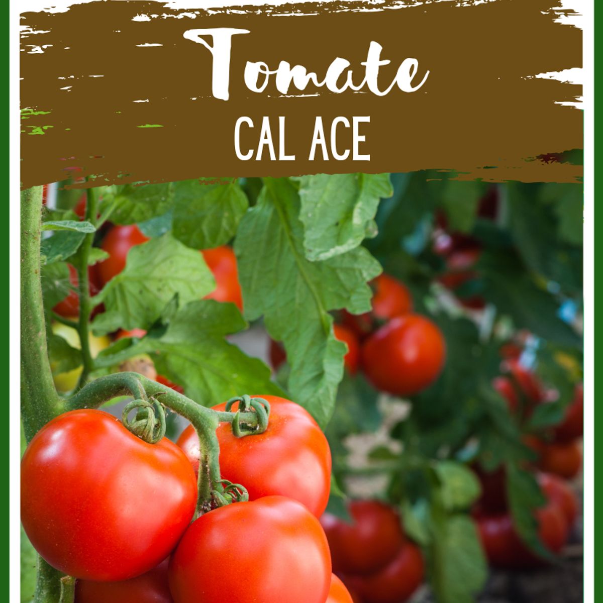 GENERICO - SEMILLA DE TOMATE VARIEDAD CAL ACE 50GR