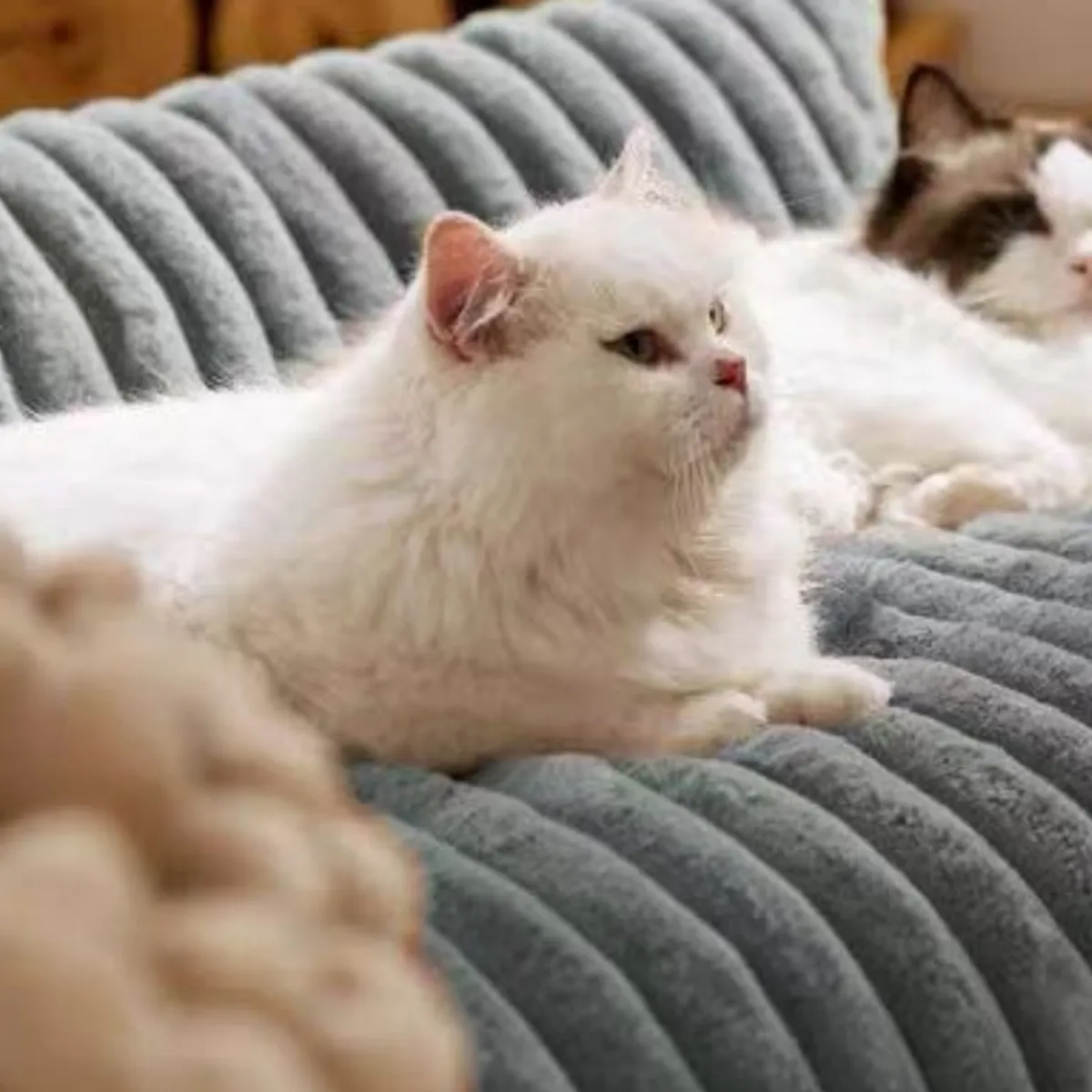 HOMER OUTDOOR - Cama  Para Gatos Y Perros Homer Outdoor Sofá Mediana Gris