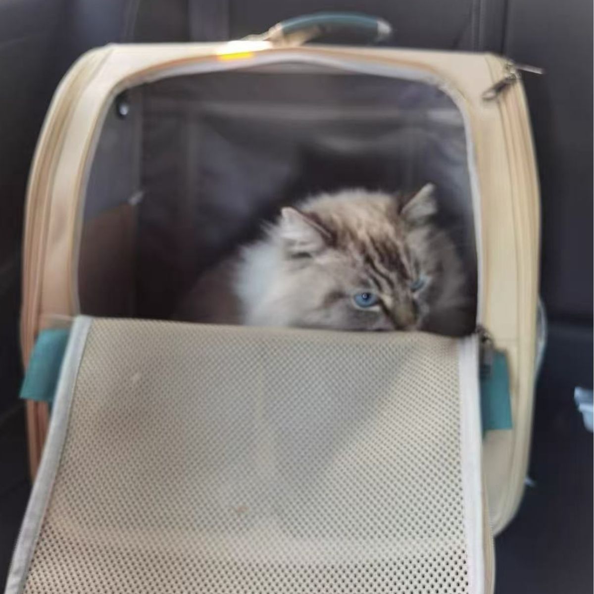 HOMER OUTDOOR - Bolsa Para Gatos Homer Outdoor - Transporte Seguro Y Cómodo