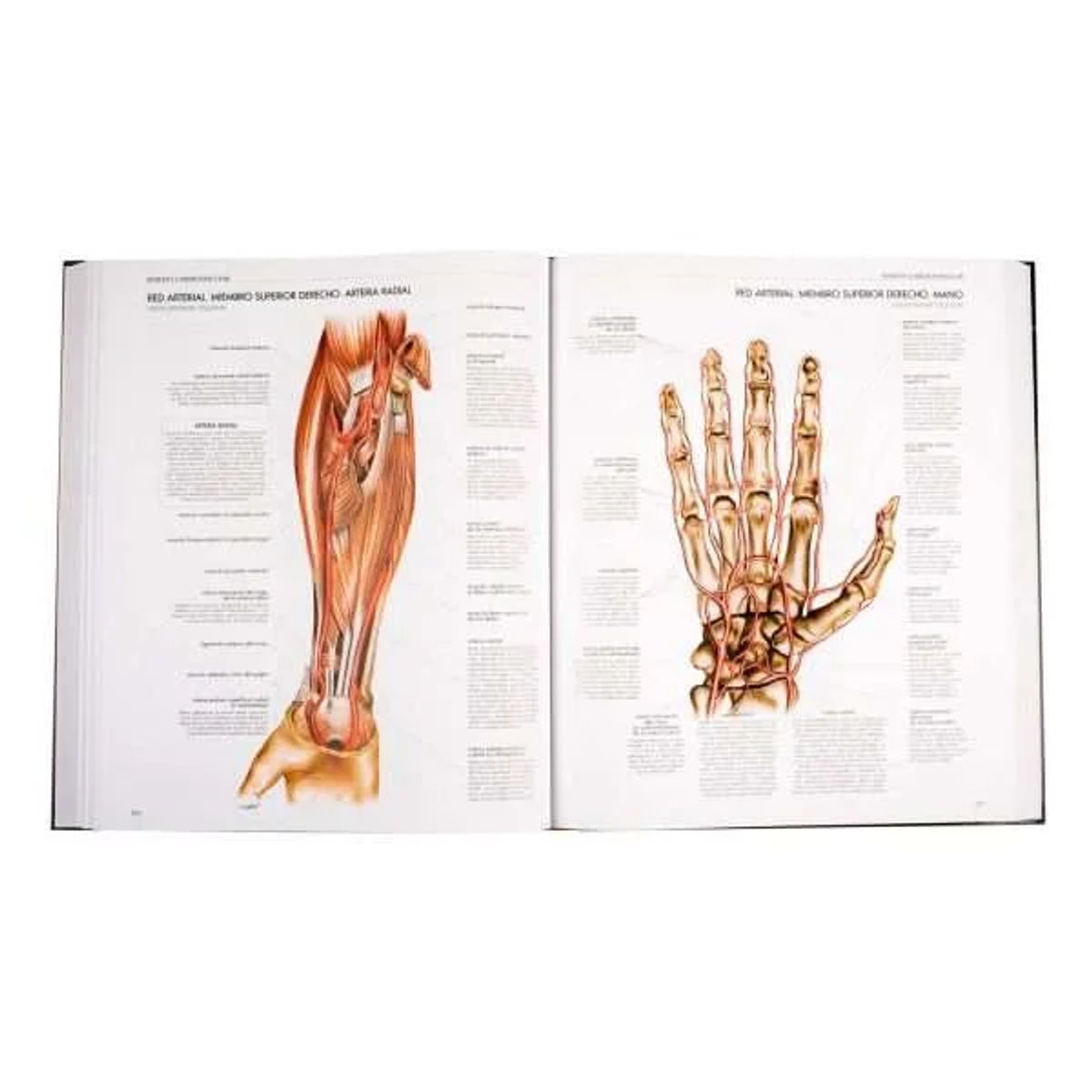 LEXUS EDITORES - Atlas Del Cuerpo Humano - Anatomia - Fisiologia - Patologia