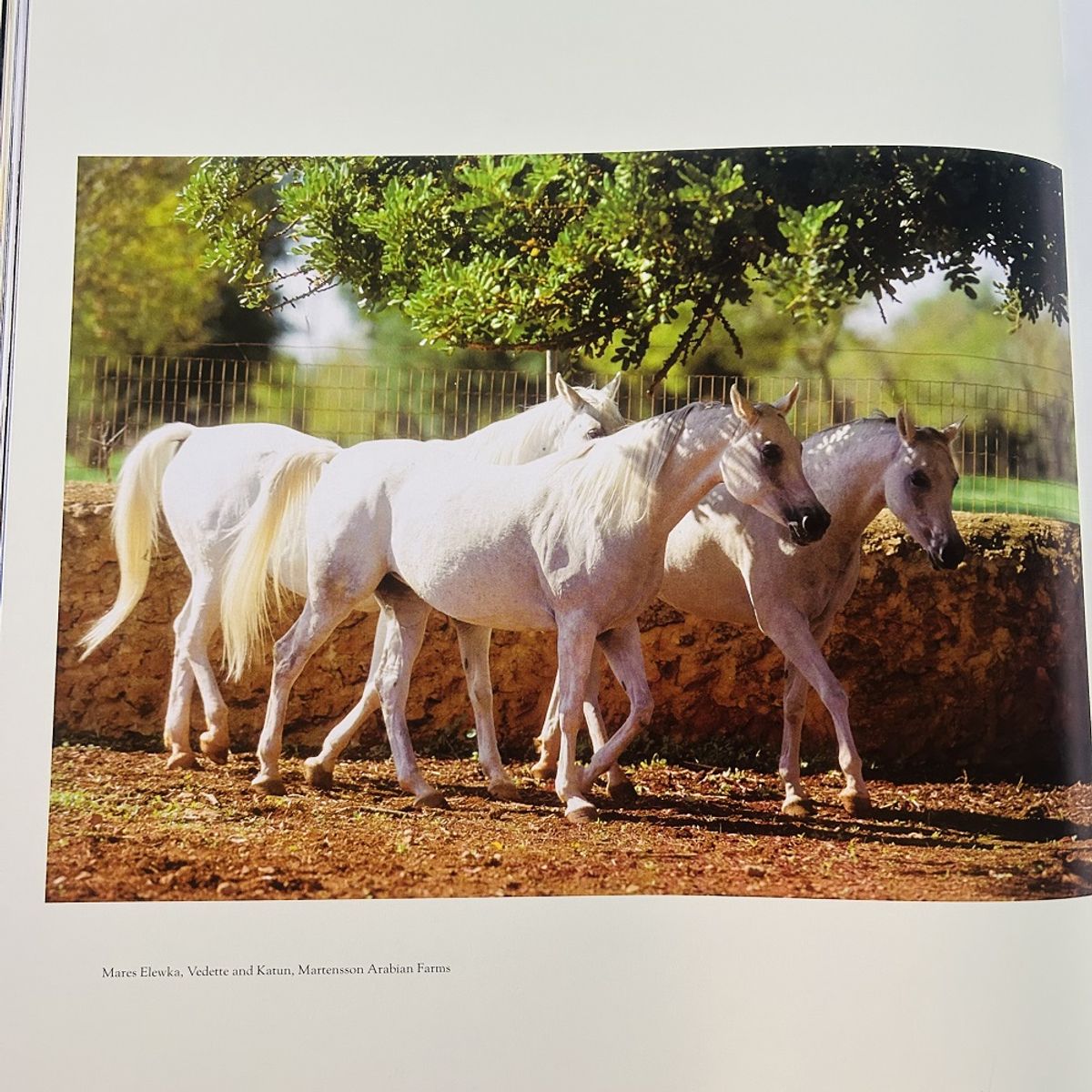 LEXUS EDITORES - Libro The Arabian Horse - Caballos Arabes - Lexus -  6 Idiomas