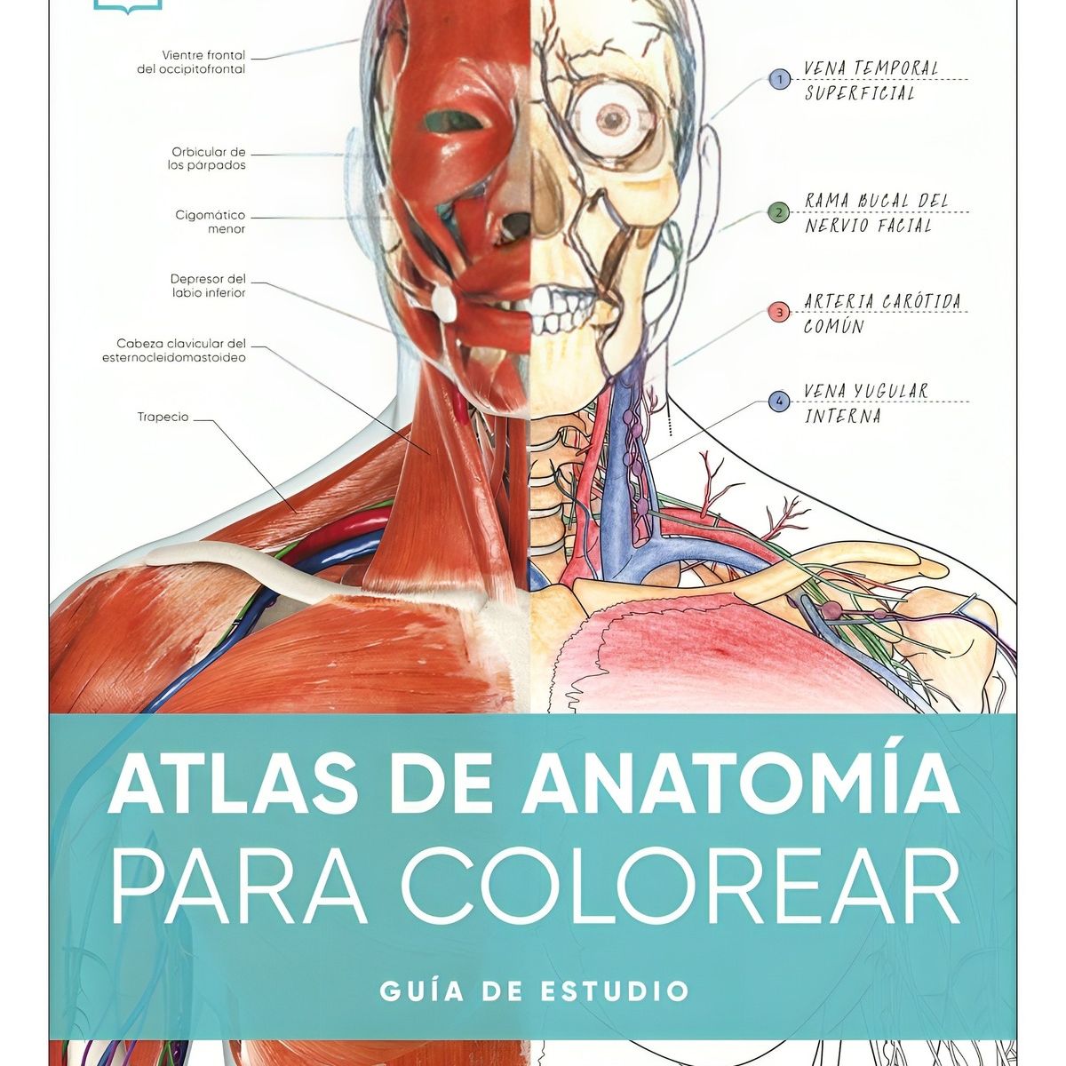 TOP10BOOKS - LIBRO Atlas De Anatomia Para Colorear - Autores Dk