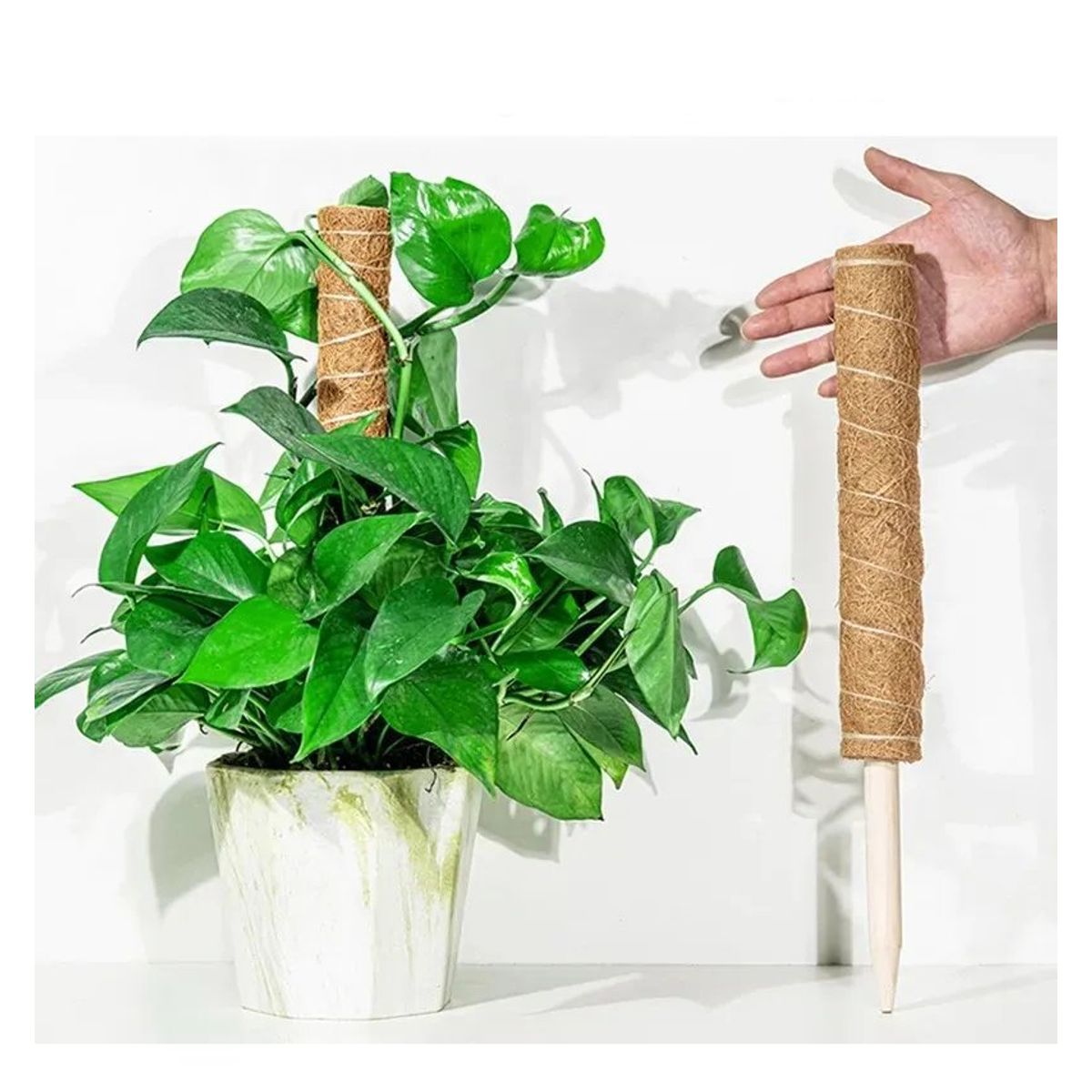 GENERICO - Palo De Coco Para Jardinería, Plantas Y Enredaderas 50 cm