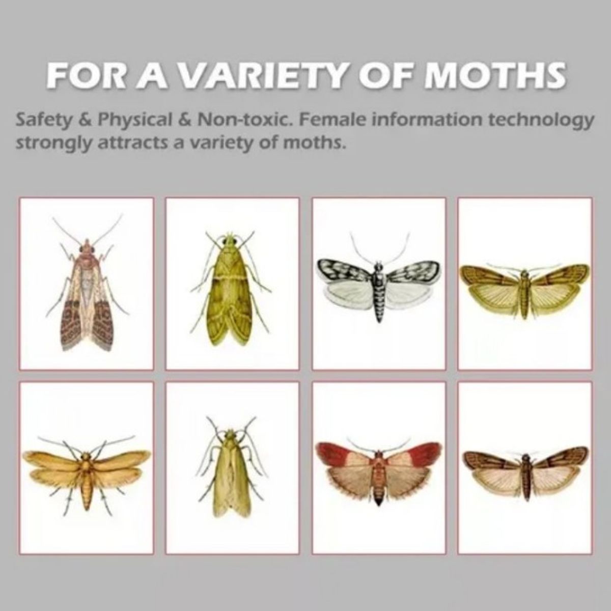 GENERICO - Pack 5 Trampa Polillas Despensa Repelente Ratones Plaga