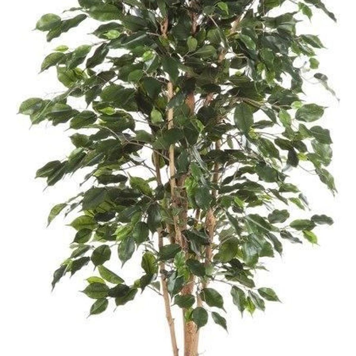 ARBUSTO REAL - Planta Ficus Artificial Premium 120 cm - Decoración Interior/Terraza