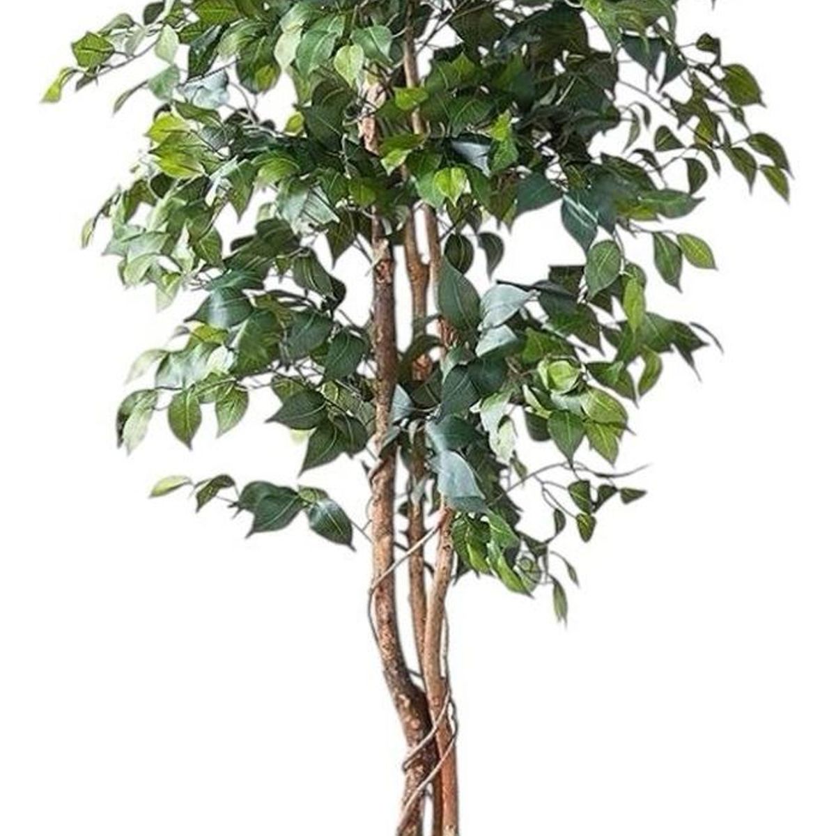 ARBUSTO REAL - Ficus Decorativo 180 cm - 1180 Hojas p/ Interior y Terraza