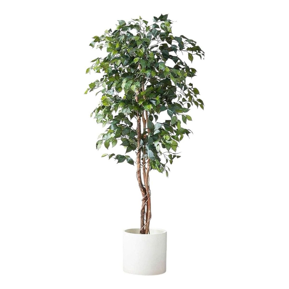 ARBUSTO REAL - Ficus Decorativo 180 cm - 1180 Hojas p/ Interior y Terraza