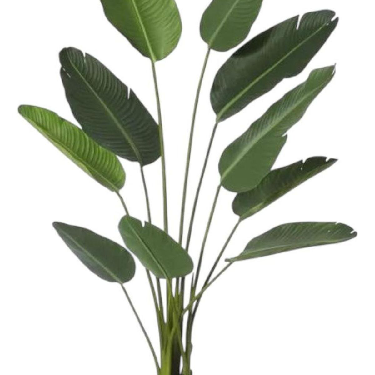 ARBUSTO REAL - Planta artificial Bird Of Paradise 180 Cm con 12 hojas