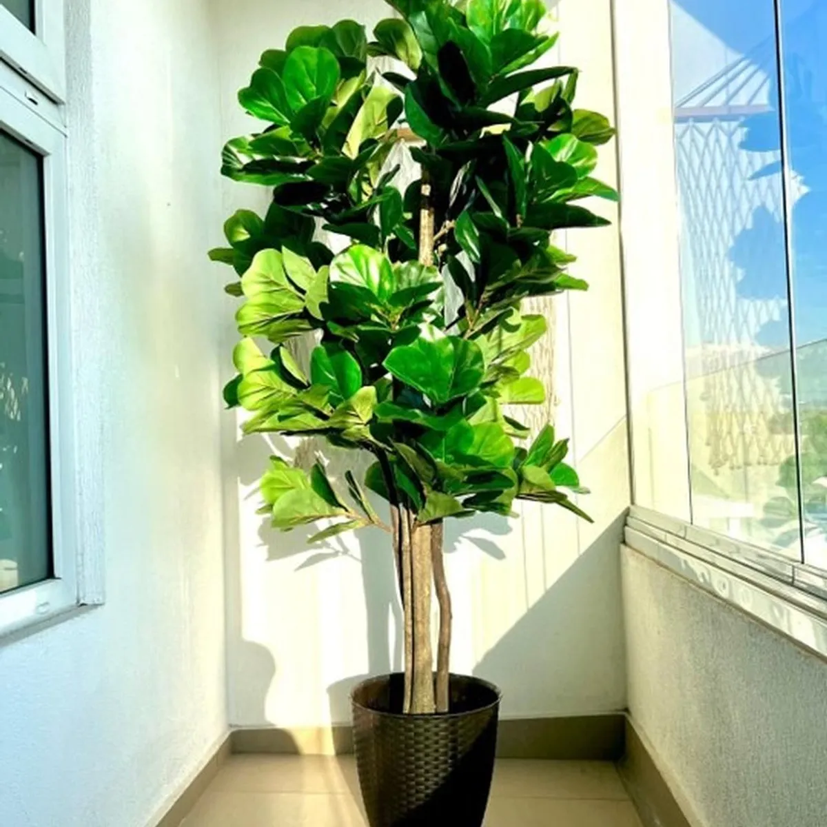 ARBUSTO REAL - Planta Artificial Ficus Lirata 180 cm / 254 hojas Verde