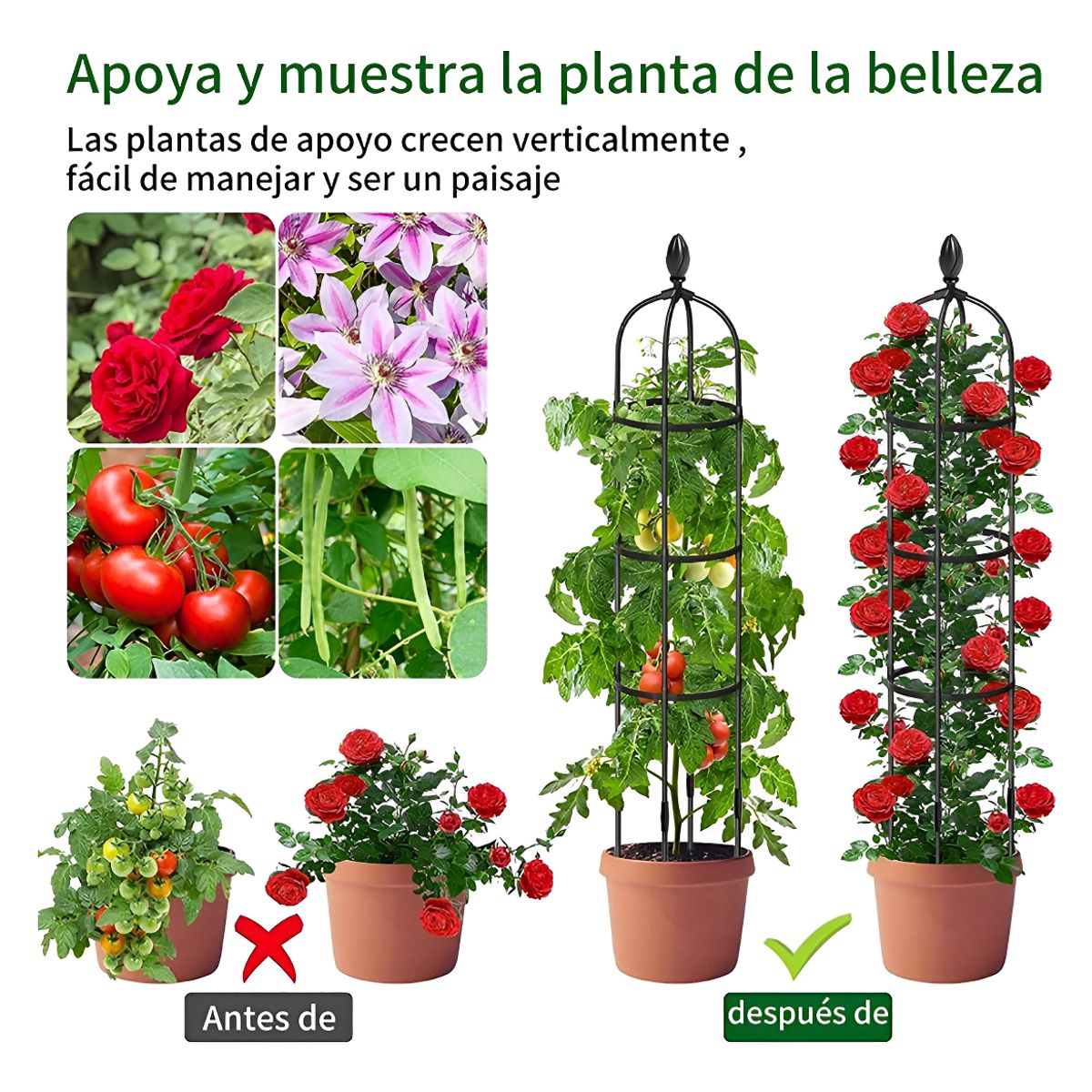 ANYHOGAR - Soporte Tutor Plantas Trepadoras Enredaderas Rosales