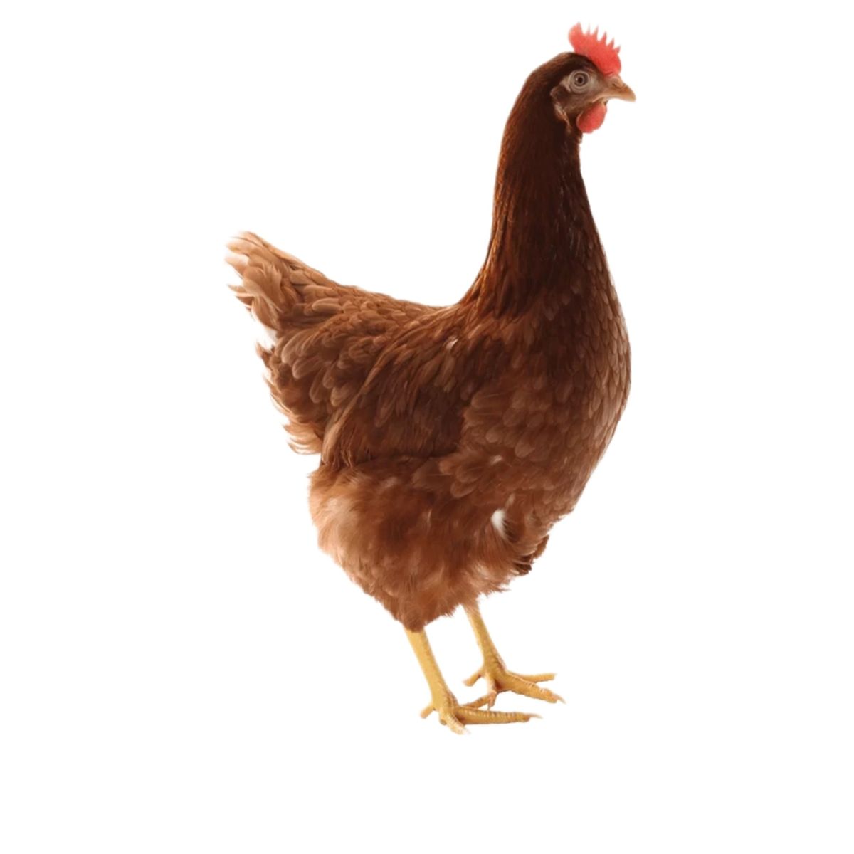 GENERICO - Multivitamínico Para Aves Gallinas Pollos Pollitos Gallos 100 gramos