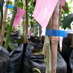 MARIENBERG - Cinta Amarra Viña Autómatico Bobina de 2kg 10mm Azul 10 Bobinas