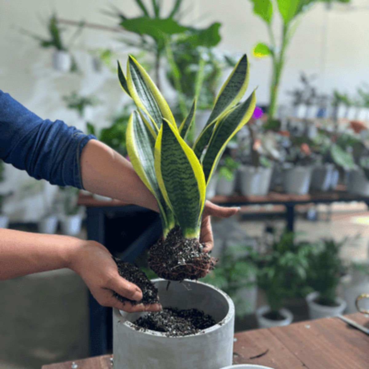 GENERICO - Inicio 10L, sustrato  para plantas de interior