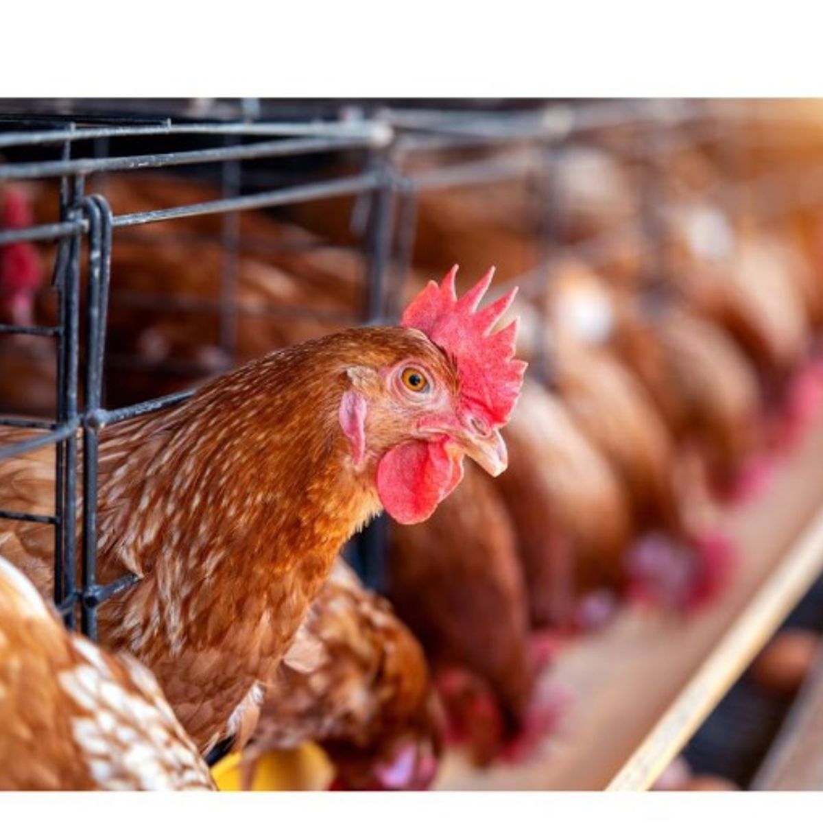 GENERICO - vitaminas solubles para gallinas y aves en general sachet 20 gramos