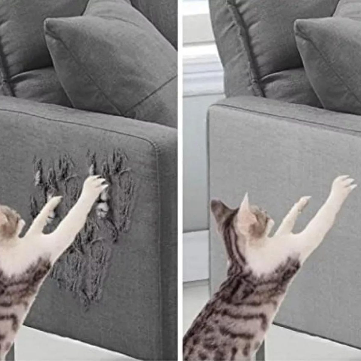 GENERICO - Protección de Sofá para Gatos Rascador Durable 10 Unidades