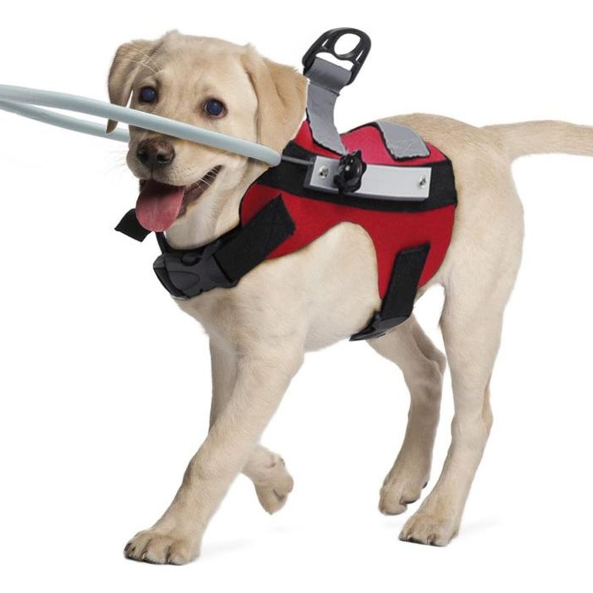 GENERICO - Anillo Guía Ultra Ligero para Perros Ciegos y su Seguridad