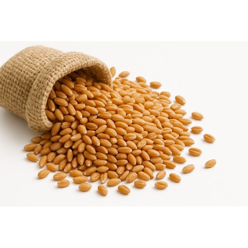 GENERICO - hierba gatera semilla trigo 1 kilo - producto de selección