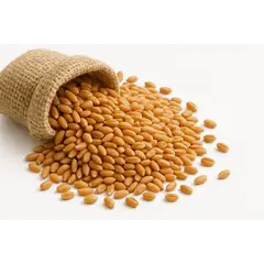 GENERICO - Hierba gatera semilla trigo 1 kilo - producto de selección