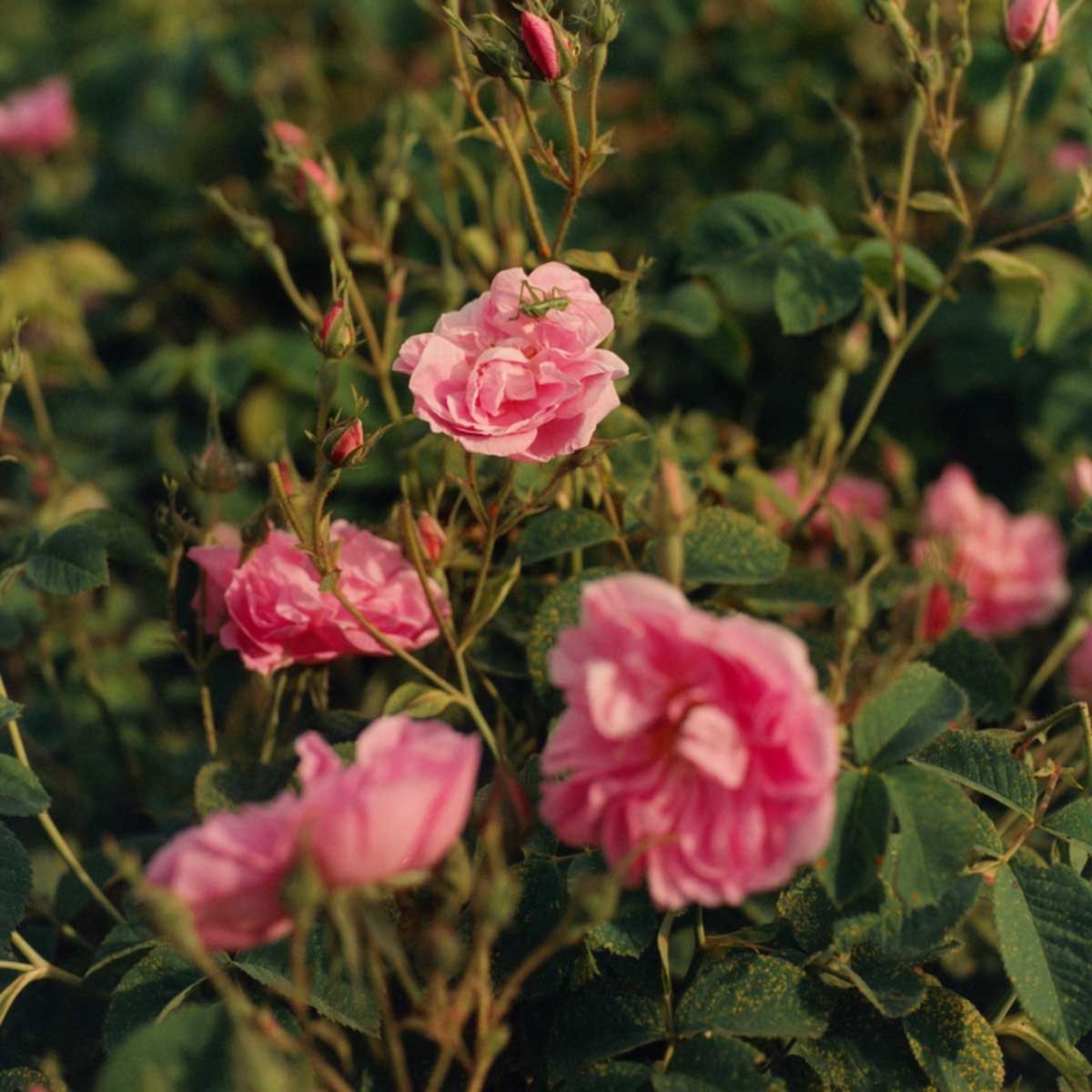 LOCCITANE - Crema De Manos Karite Rosa 30Ml LOCCITANE