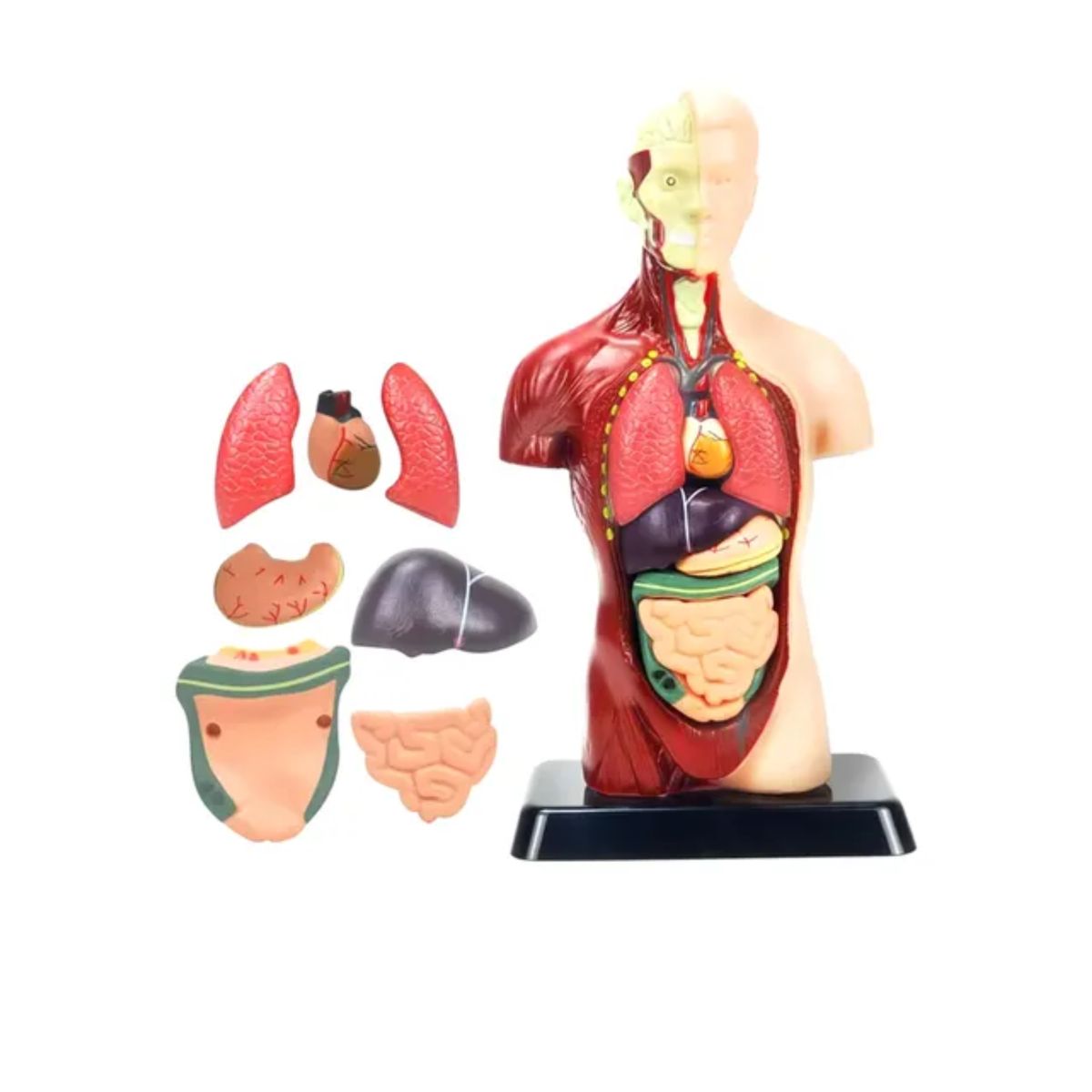 STEAM - Modelo Anatómico Torso Humano Realista 24cms Piezas Móviles