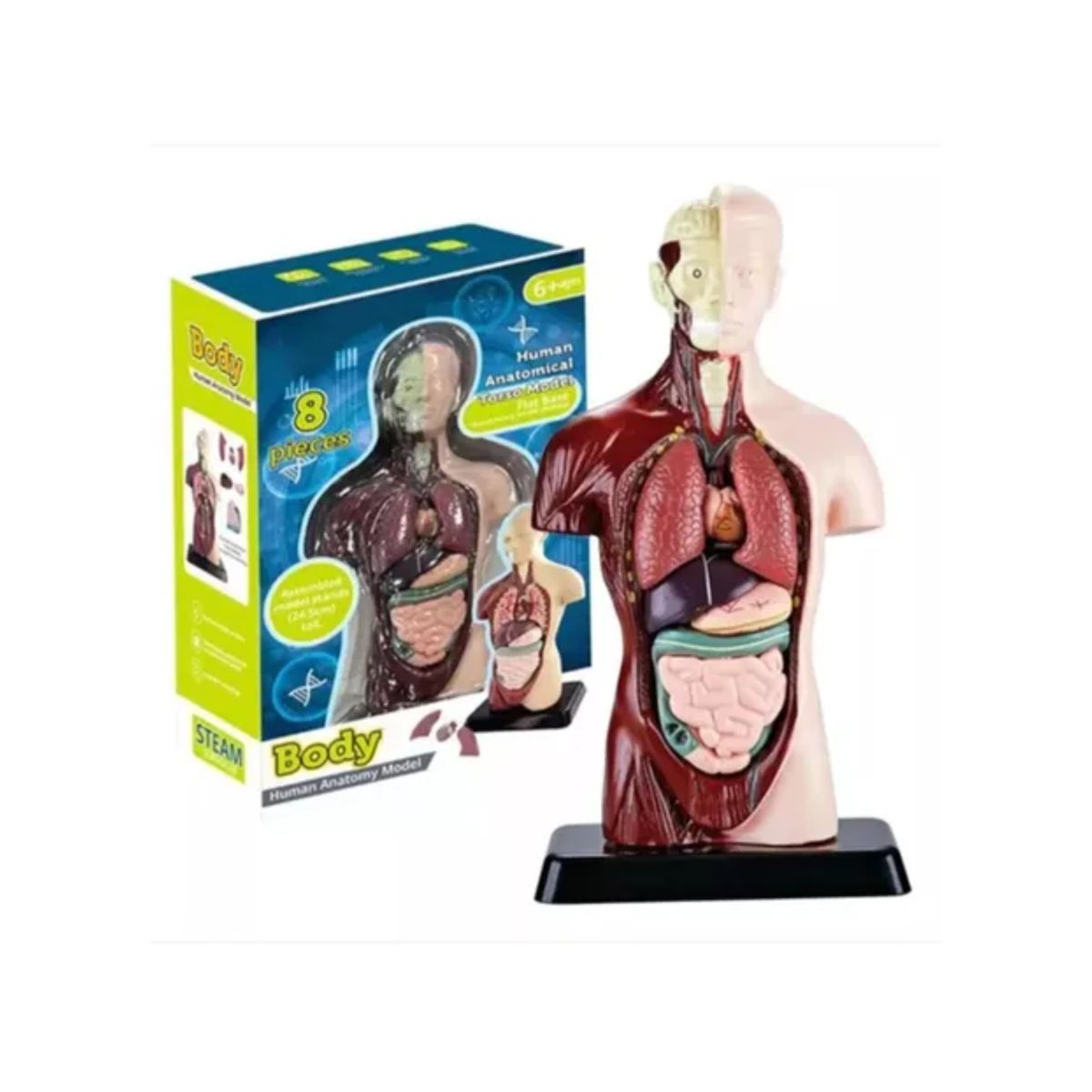 STEAM - Modelo Anatómico Torso Humano Realista 24cms Piezas Móviles