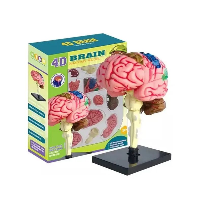 GENERICO - Cerebro Mini Modelo Anatómico 4d Desarmable