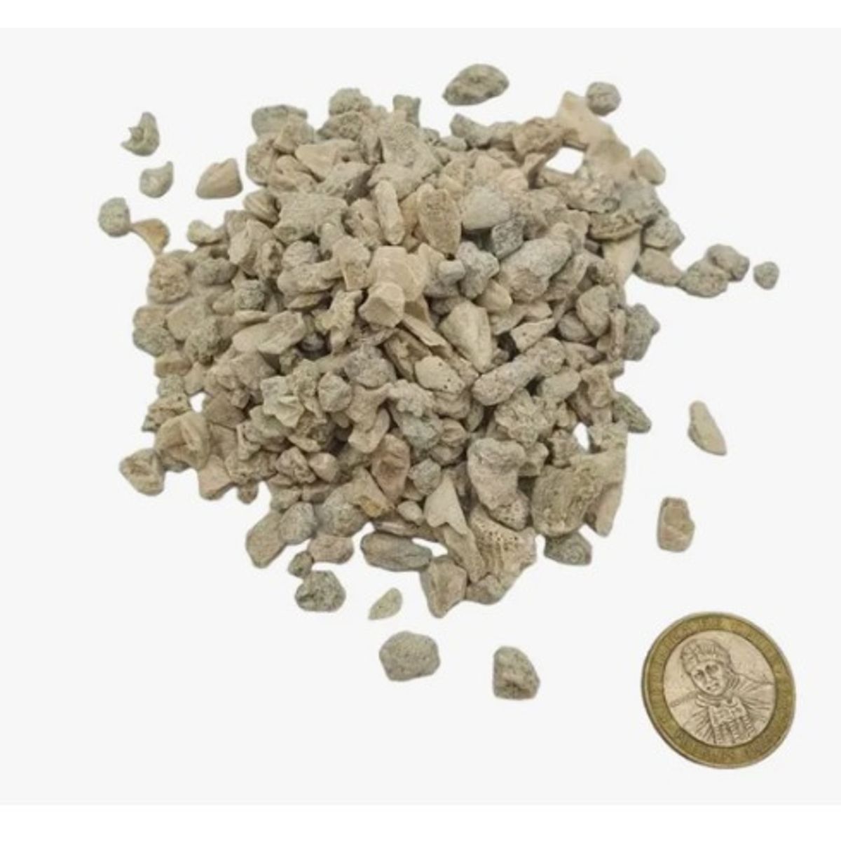 Conchuela Decorativa Formato 1 Kg, marca GENERICO - Foto Principal