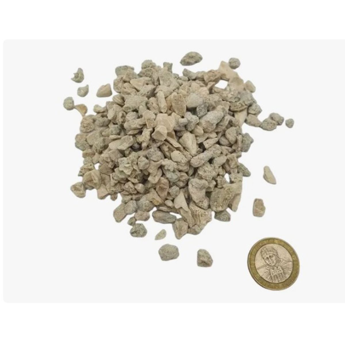 Conchuela Decorativa Formato 1 Kg, marca GENERICO - Foto Principal