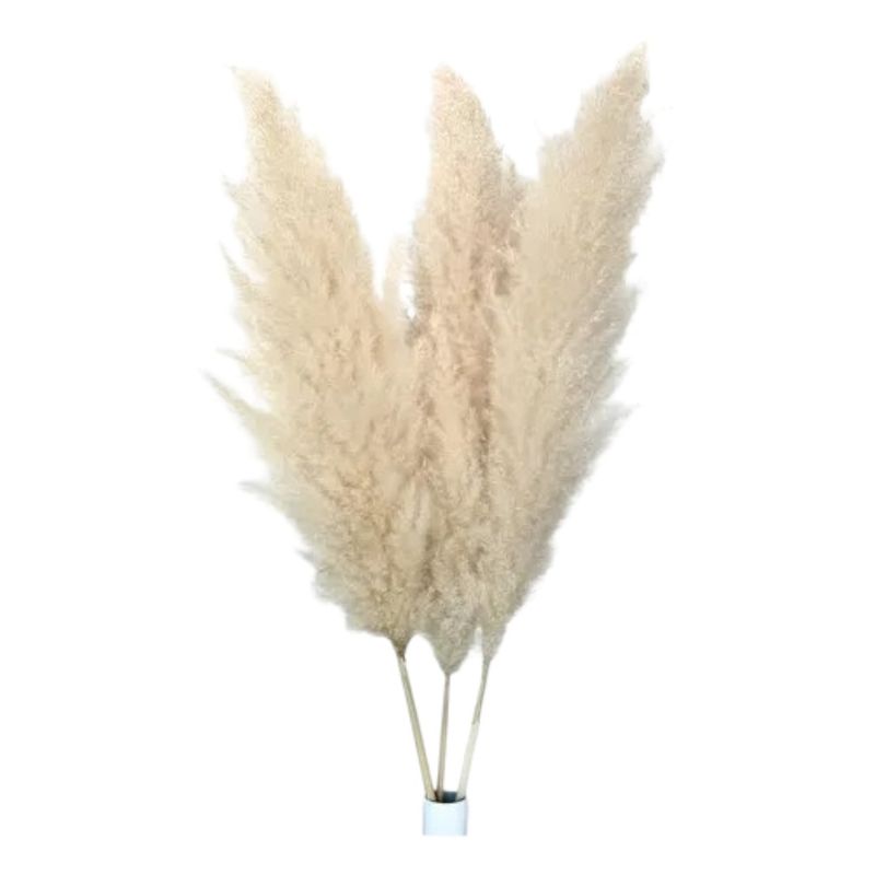 GENERICO - Ramillete De Pampas Naturales O Colas Zorro Para Decoración