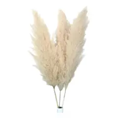 GENERICO - Ramillete De Pampas Naturales O Colas Zorro Para Decoración