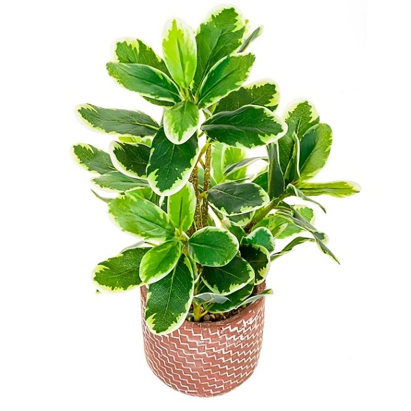 THE GREEN STORE - Planta Cheflera artificial con macetero 40 cms