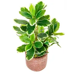 THE GREEN STORE - Planta Cheflera artificial con macetero 40 cms