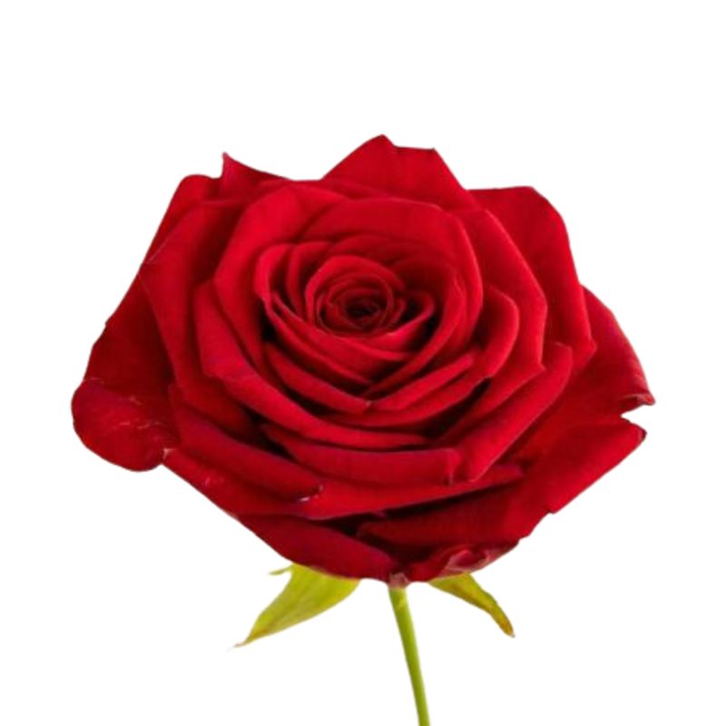 GENERICO - Rosa Individual