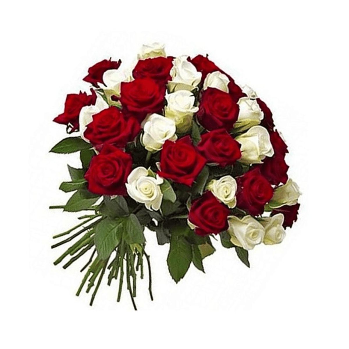 GENERICO - Ramo de 50 Rosas Blanco y Rojo