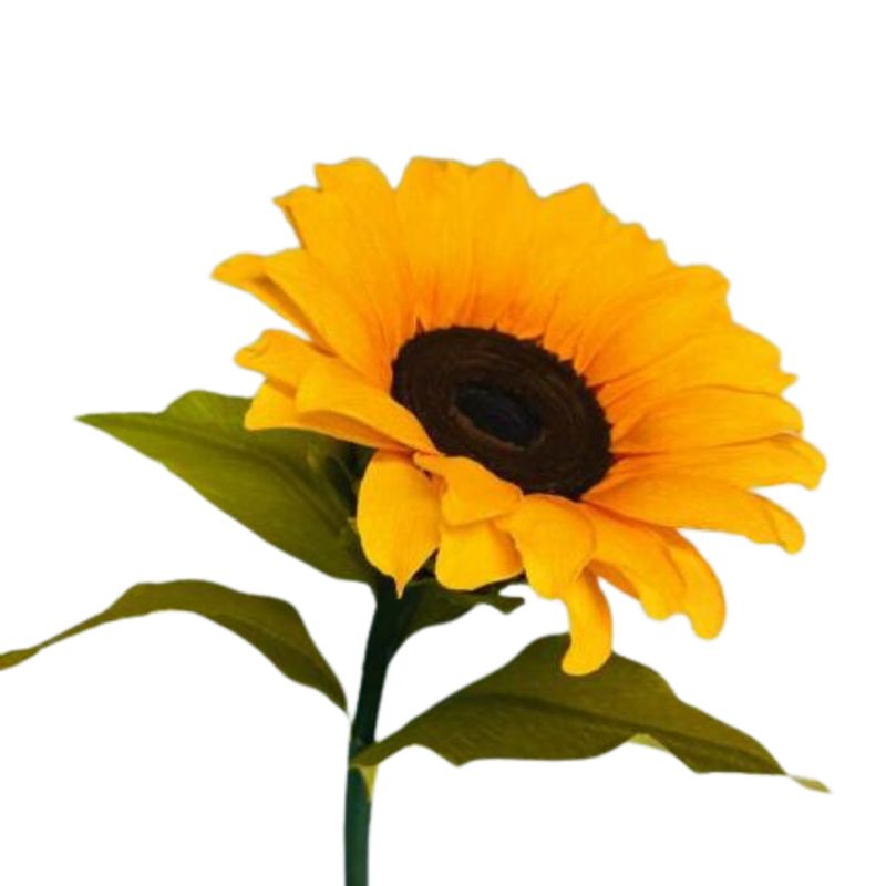 GENERICO - 1 Girasol