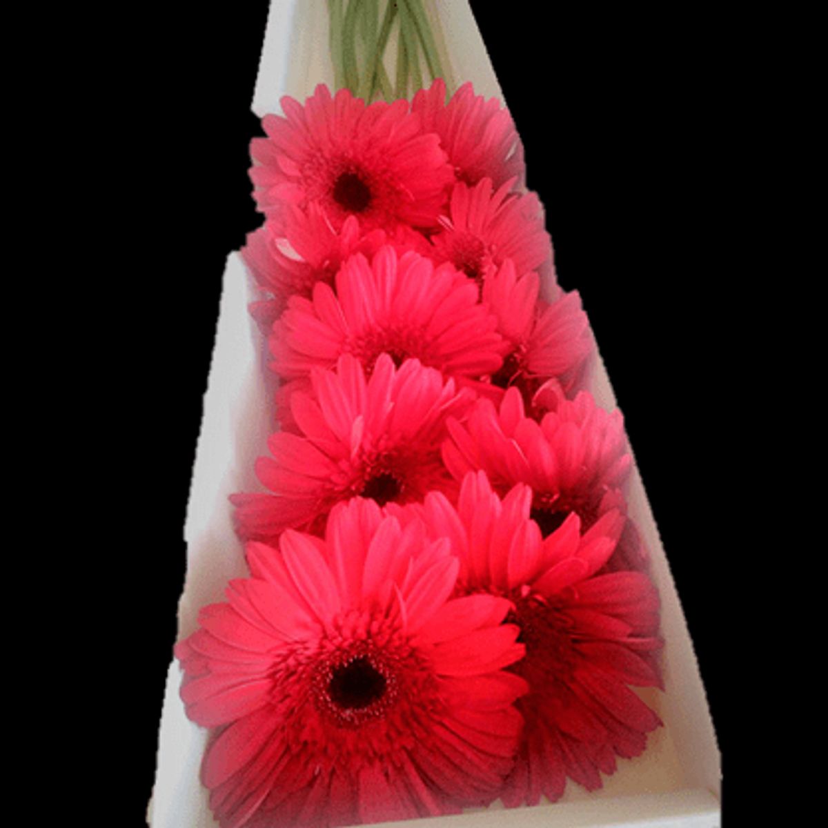 GENERICO - Caja de 10 Gerberas