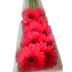 GENERICO - Caja de 10 Gerberas