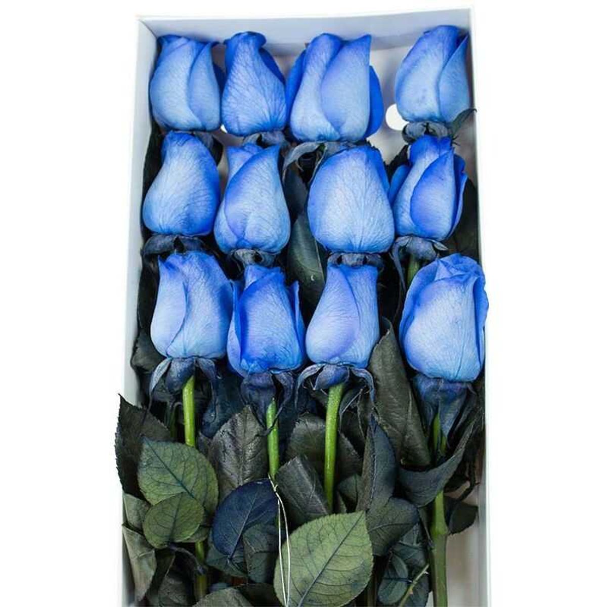 GENERICO - Caja de 12 Rosas Azules