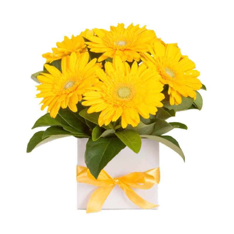GENERICO - Box Cuadrado de 10 Gerberas
