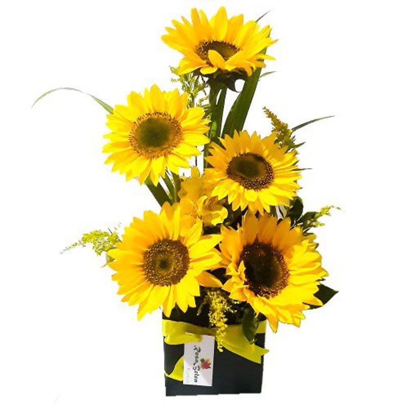 GENERICO - Base de 5 Girasoles