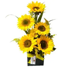 GENERICO - Base de 5 Girasoles