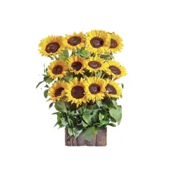 GENERICO - Escala de 12 Girasoles