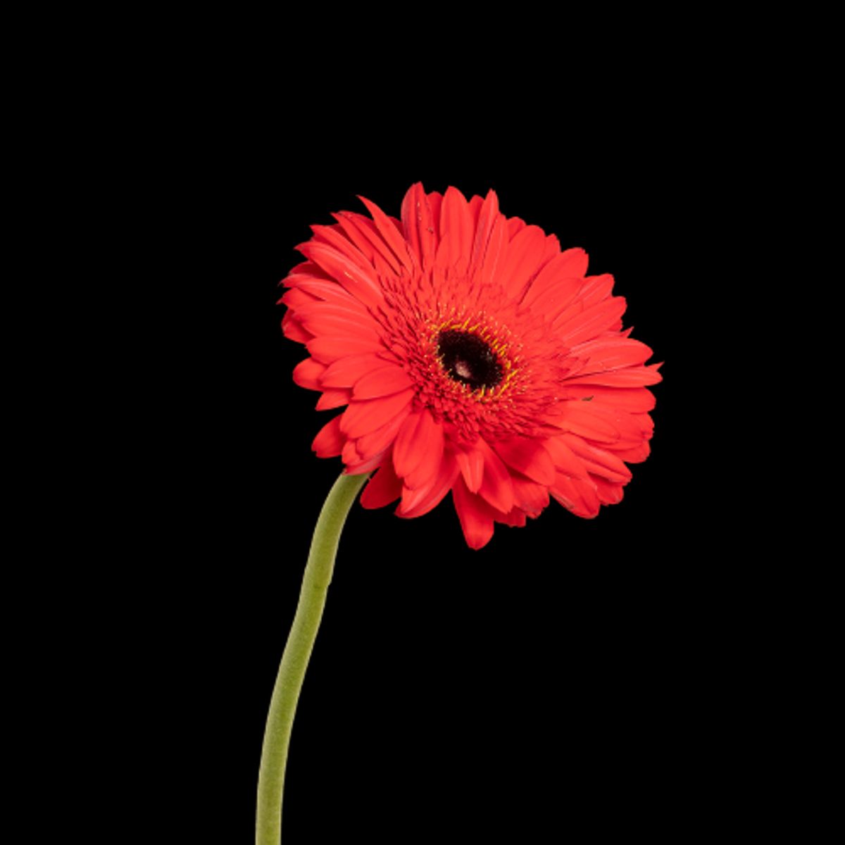 GENERICO - 1 Gerbera