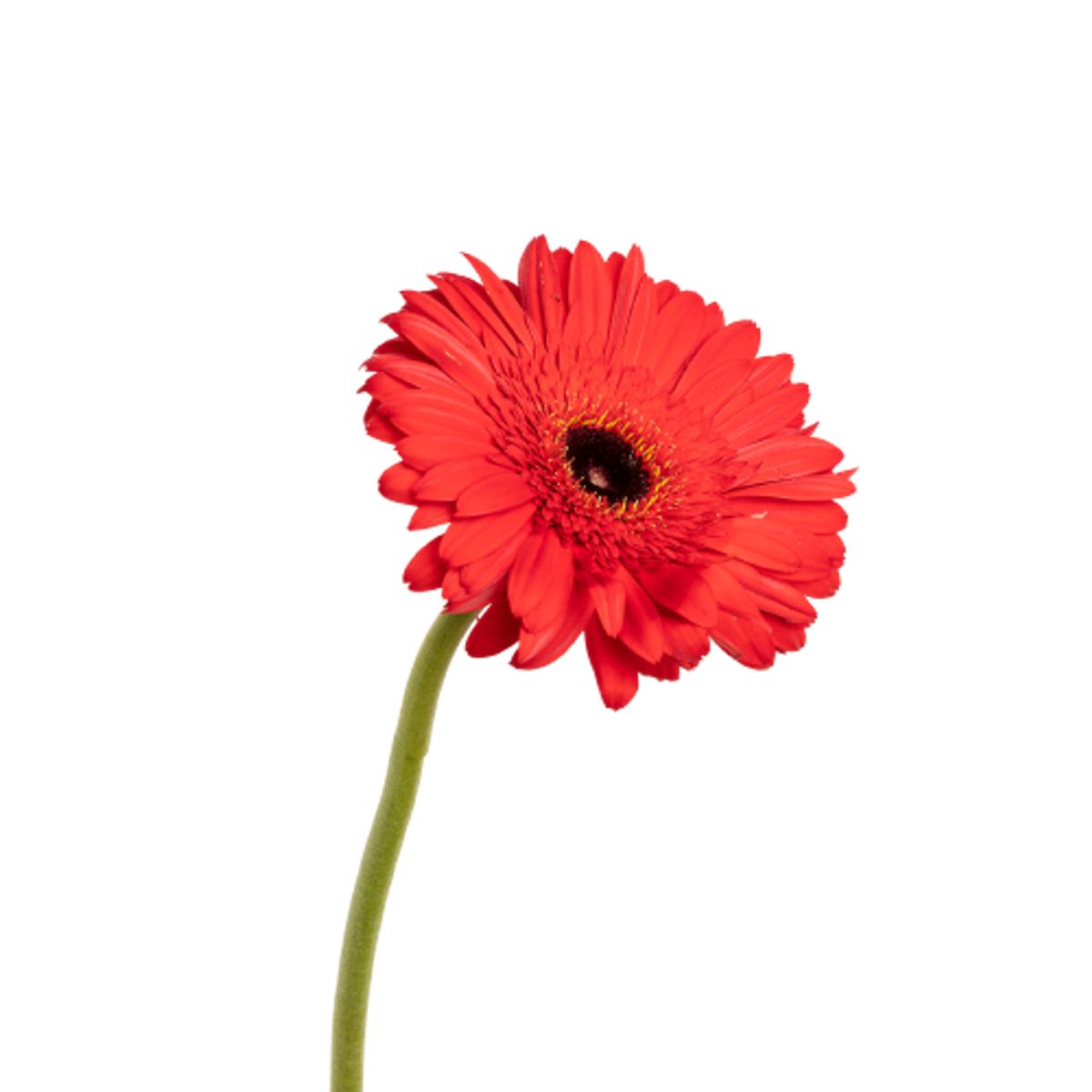 GENERICO - 1 Gerbera