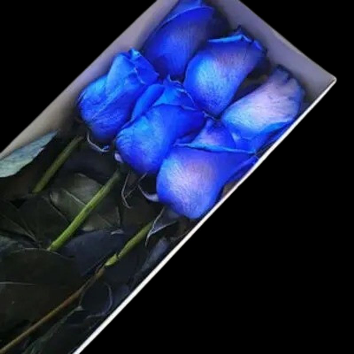 GENERICO - Caja de 6 Rosas Azules