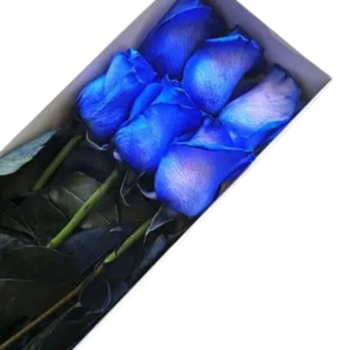 GENERICO - Caja de 6 Rosas Azules