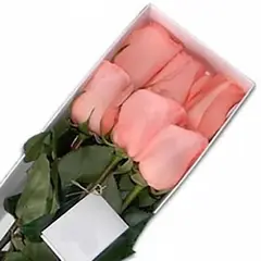 GENERICO - Caja 6 Rosas Rosadas