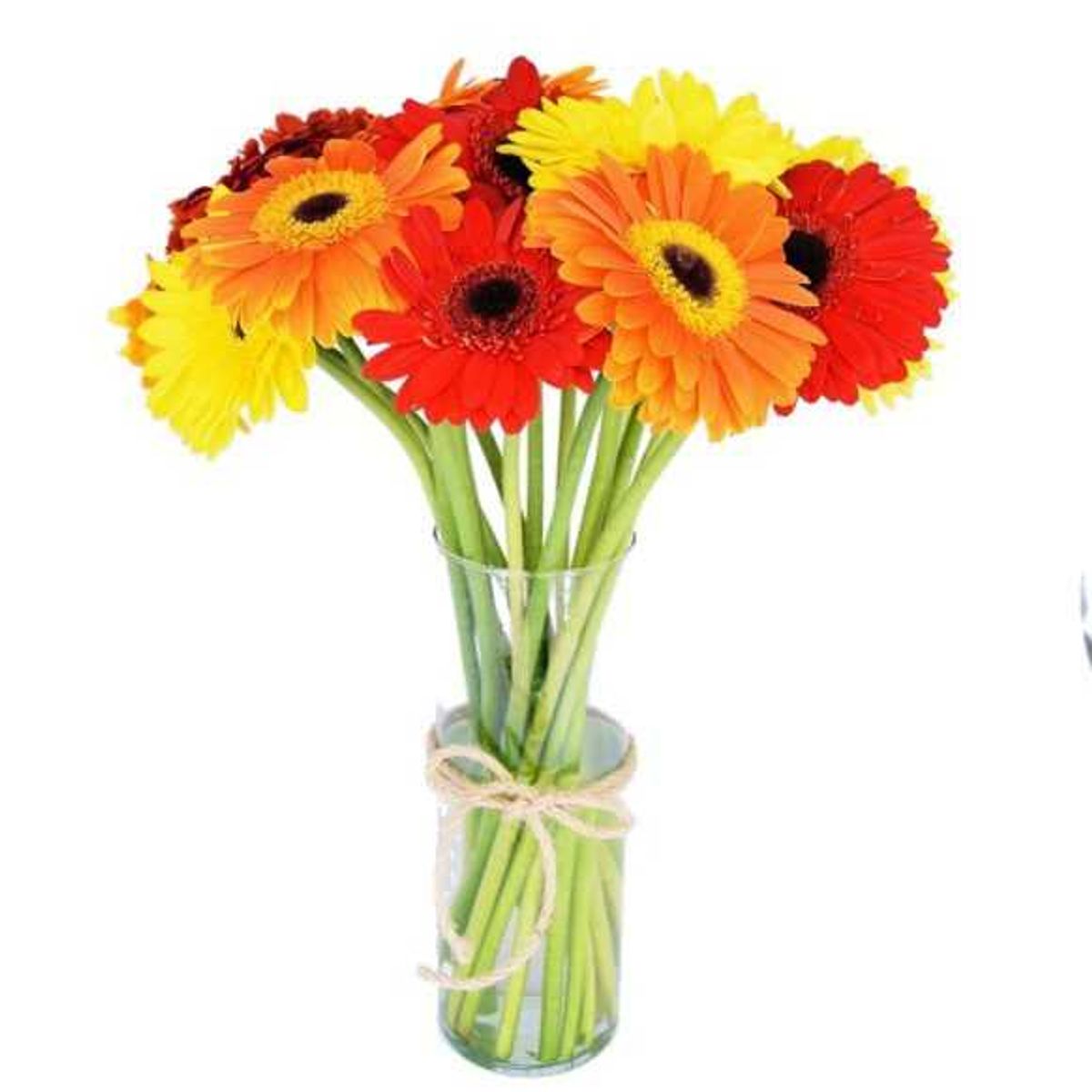 GENERICO - Florero Cilindro de 10 Gerberas