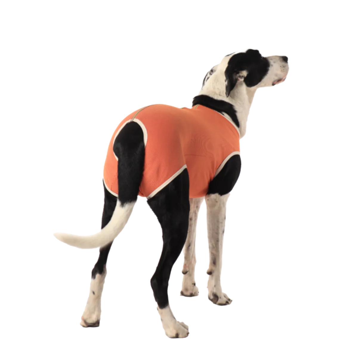 KIMBAVET - BodyCobre® Kimba Castración Macho - Talla 7(13 - 17 Kg)