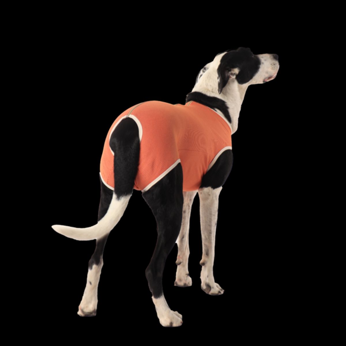 KIMBAVET - BodyCobre® Kimba Castración Macho - Talla 14 (45 - 50 Kg)